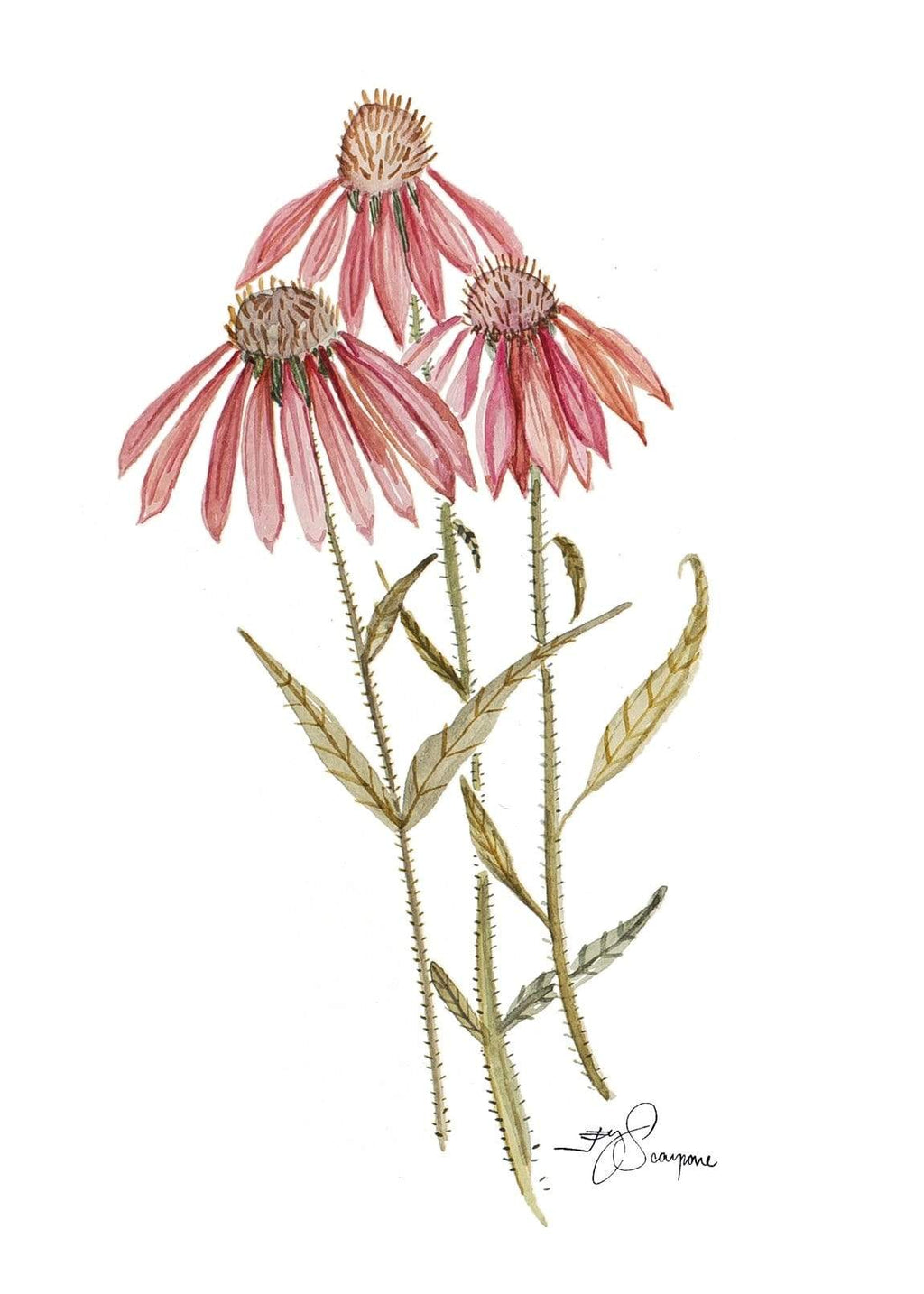 Cone Flower thesweetjessyproject jessy-scarpone